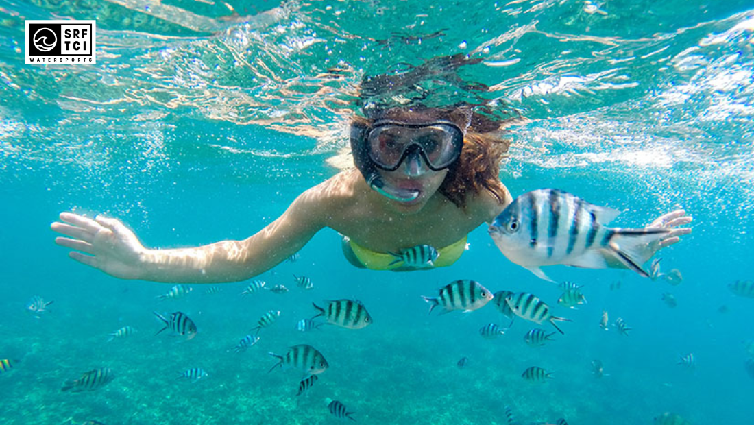 Snorkeling Grace Bay with Surf TCI: Explore Providenciales Sea Life